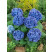 Hydrangea macrophylla ´Renate Steiniger´ / Hortenzia kalinolistá, 20-30 cm, C2