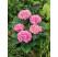 Hydrangea macrophylla ´Xian´® / Hortenzia kalinolistá, 15-20 cm, K12/C2