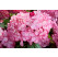 Hydrangea macrophylla ´Salsa´® / Hortenzia kalinolistá, 40-60 cm, C2