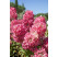 Hydrangea paniculata ´Diamant Rouge´® / Hortenzia metlinatá, 40-60 cm, C3