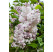 Syringa vulgaris ´Krásavica Moskvy´ / Orgován obyčajný, 100-125 cm, C15