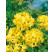Rhododendron (AK) ´Anneke´ / Rododendrón, 40-60 cm, C3