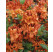 Rhododendron ´Gibraltar´ / Rododendrón, 40-60 cm, C3