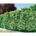 Ligustrum ovalifolium / Vtáčí zob vždyzelený, 50-60 cm, C2 na živý plot