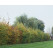 Carpinus betulus / Hrab obyčajný, 40-60 cm, K11