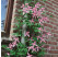 Clematis alpina ´Willy´ / Plamienok alpinský, 80-100 cm, C2