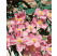 Clematis montana ´Rubens´ / Plamienok, 50-60 cm, C2