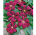 Clematis ´Rouge Cardinal´ / Plamienok, 40 cm vyv., C2