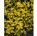Jasminum nudiflorum / Jazmín nahokvetý, 100-120 cm, C1,5