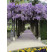 Wisteria sinensis ´Blue´ / Modrá vistéria, 60-80 cm, C2