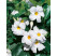 Mandevilla ´White´ / Mandevila biela, K11