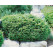 Picea abies ´Nidiformis´ / Smrek, 20-30 cm, C2