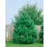 Pinus strobus / Borovica hladká, 40-50 cm, C3