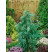 Chamaecyparis nootkatensis ´Pendula´ / Cypruštek nutkanský,  200+ cm, C15