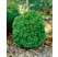 Thuja occidentalis ´Teddy´ / Tuja , 10-15 cm, C1
