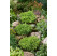 Picea abies ´Little Gem´ / Smrek, 20-30 cm, C2
