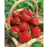 Fragaria ananassa ´Sonata´ / Stredne skoro plodiaca jahoda, bal. 6 ks, 6xK7