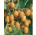 Actinidia chinensis ´Hayward´ / Veľkoplodé kiwi, 80-100 cm, C2