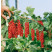 Ribes rubrum ´Rovada´ / Ríbezľa červená, kmienok, 2-3 výh., VK