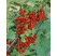 Ribes rubrum ´Trent´ / Červená ríbezľa licenc., kmienok, 4-5 výh. rib.zl.