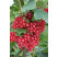 Ribes rubrum ´Detvan´ / Červená ríbezľa, krík, kont.