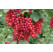 Ribes rubrum ´Detvan´ / Červená ríbezľa, krík