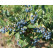 Vaccinium corymb. ´Duke´ / Kanad. čučoriedka, 40-60 cm, K17