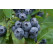 Vaccinium corymb. ´Bluecrop´ / Kanad. čučoriedka, 40-60 cm, K17
