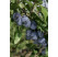Prunus domestica ´Čačanská Lepotica´ / Slivka letná, Wavit