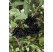 Sambucus nigra ´Haschberg´ / Baza čierna, 20-30 cm, K12