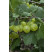 Ribes grossularia ´Invicta´ / Egreš biely rezistentný, štepený krík, VK