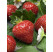 Fragaria ananassa ´Aromas´ / Stáleplodiaca jahoda, bal. 6 ks, 6xK7