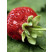 Fragaria ananassa ´Induka´ / Stredne skoro plodiaca jahoda, bal. 6 ks, 6xK7