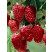 Rubus fruticosus ´Tayberry Buckingham´ / Malinočernica, 20-30 cm, K11