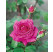 Rosa ´Eminence´ / Ruža čajohybrid lilavá fialová, krík, BK