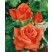 Rosa ´Monica´ / Ruža čajohybrid oranžovočervená, krík, BK