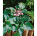 Hosta ´Blue Cadet´ / Hosta / Funkia, K9