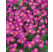 Aster dumosus 'Kassel' / Astra, K9
