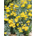 Achillea hybride ´Moonshine´ / Rebríček, K9