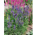 Aconitum napellus / Prilbica, K9