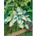 Hosta 'June' ® (× tardiana) , K9