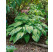 Hosta fortunei ´Albopicta´ / Hosta / Funkia, K14