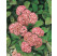 Sedum Hybriden ´Matrona´ / Rozchodník, C1,5