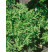 Pelargonium citr. ´Moskito Schocker´ / Muškát odpudzujúci komáre, bal. 3 ks, 3x K7