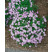 Phlox subulata ´Emerald Cushion Blue´ / Flox šidlolistý, K9