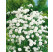 Achillea ptarmica ´The Pearl´ / Rebríček, C1,5