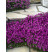 Aubrieta hybrid ´Royal Red´ / Tarička, C1,5