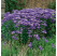 Erigeron speciosus ´Schone Blue´ / Turica modrá, K9