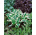Hosta ´Patriot´ / Hosta / Funkia, C1,5
