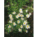 Aster pringlei ´Monte Cassino´ / Astra biela, K11